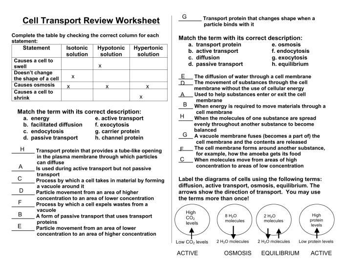 Exercise 5 review sheet the cell transport mechanisms and permeability