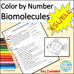 Biomolecules and enzymes practice worksheet answer key