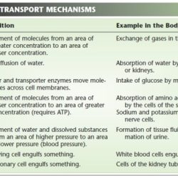 Passive biology diffusion osmosis membrane cellular molecules templateroller excel