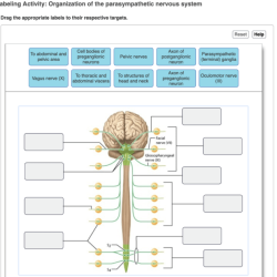 Art-labeling activity organization of the nervous system